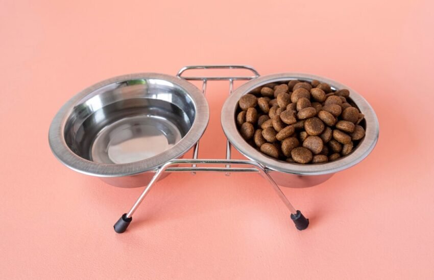 DIY Guide: How to Build an Automatic Dog Feeder